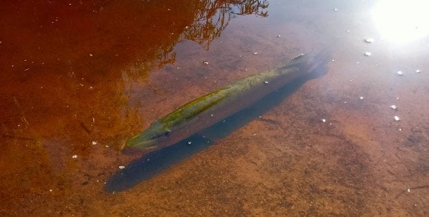 Tysiące śniętych ryb na Wkrze. W planach m.in. patrole nad rzeką