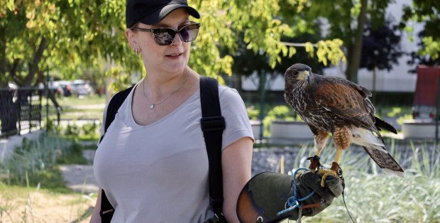 Nowy strażnik w legionowskim parku. To… myszołowiec Lucek