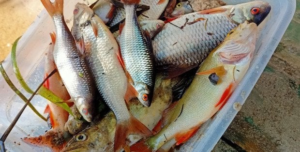 Dotychczas odłowiono 600 kg śniętych ryb na Wkrze. Wyniki badań wody będą po niedzieli