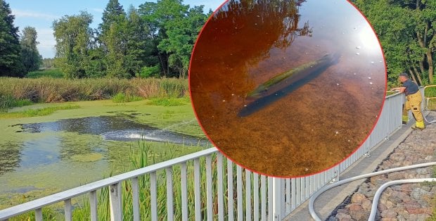 Setki kilogramów śniętych ryb we Wkrze. „Potrzeba rąk do pracy”