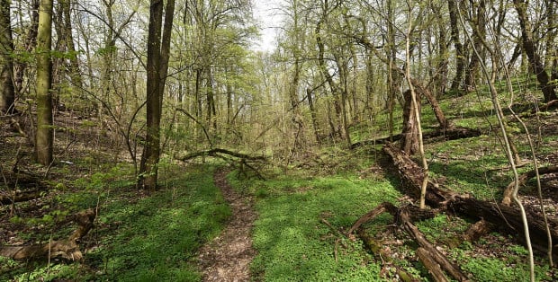 Rezerwat przyrody Skarpa Ursynowska zostanie zamknięty