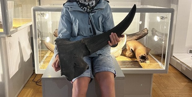 Nastolatek znalazł czaszkę prażubra z epoki lodowcowej. Trafiła do muzeum