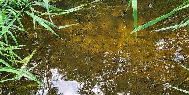Nieoczyszczone ścieki w Raciążnicy. Sprawą zajmuje się inspektorat ochrony środowiska