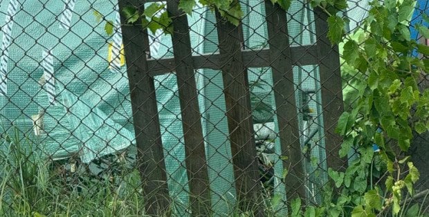 Miał hodować warzywa, postawił na konopie. 31-latek w areszcie