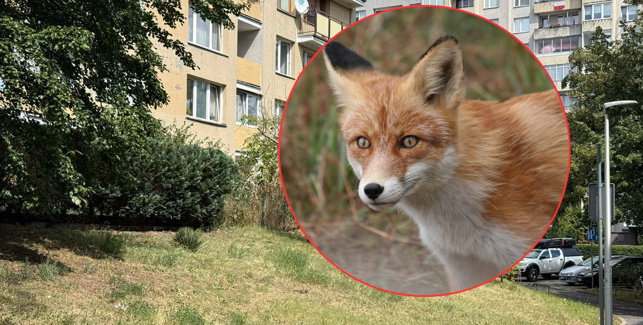 Lis „grasuje” po osiedlu w Warszawie. Mieszkańcy tracą cierpliwość