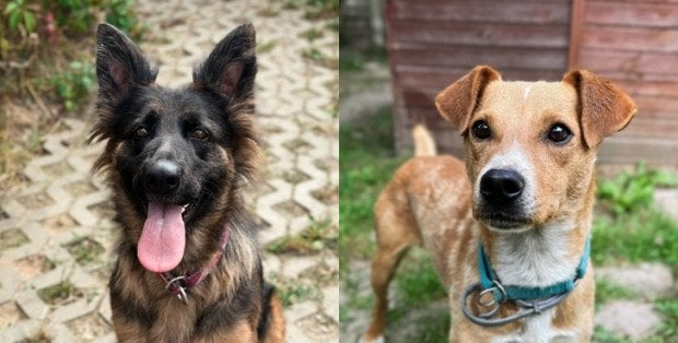 „Na psa urok” w Polskim Radiu RDC. Runa i Bruno szukają domu