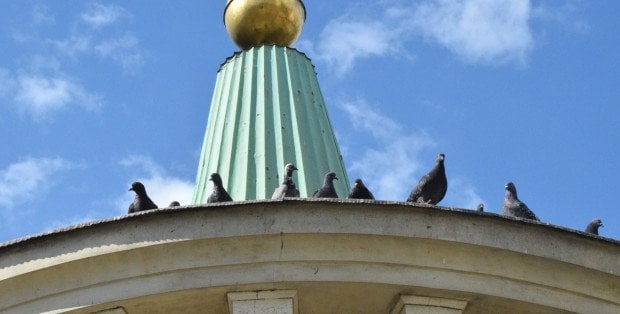 Remont „Grubej Kaśki”. Co się stanie z gołębiami mieszkającymi w wodozbiorze?