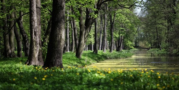 Amatorski tor rowerowy w mińskim parku. „Niszczeją zabytkowe alejki i drzewa”