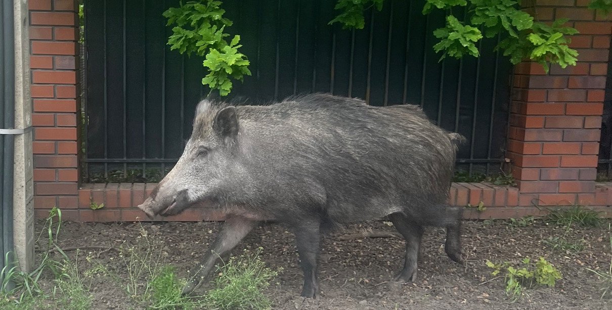 Będzie odstrzał redukcyjny dzików w Józefowie. Wszystkie zgody uzyskane