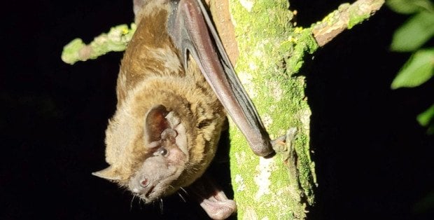 W Warszawie Noc Nietoperzy. W stolicy żyje ich osiemnaście gatunków