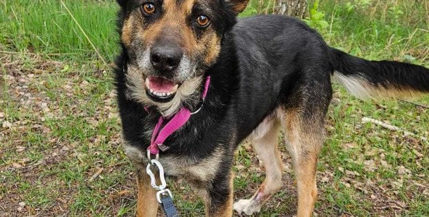 Pączek szuka domu. Kącik adopcyjny w „Na psa urok” Polskiego Radia RDC