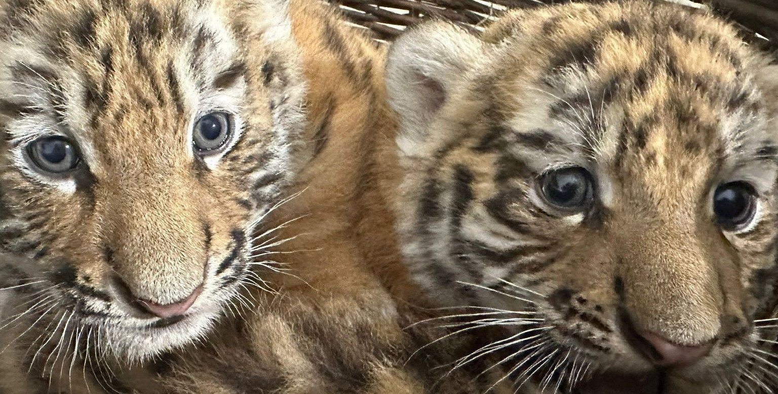 Dwie młode tygrysice z płockiego ZOO mają już imiona