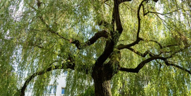 Ruszyło głosowanie na najpiękniejsze drzewo stolicy [ZOBACZ]