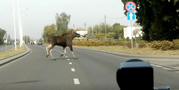 Ponad 60 kolizji drogowych z udziałem zwierząt w powiecie sokołowskim. Tylko do sierpnia