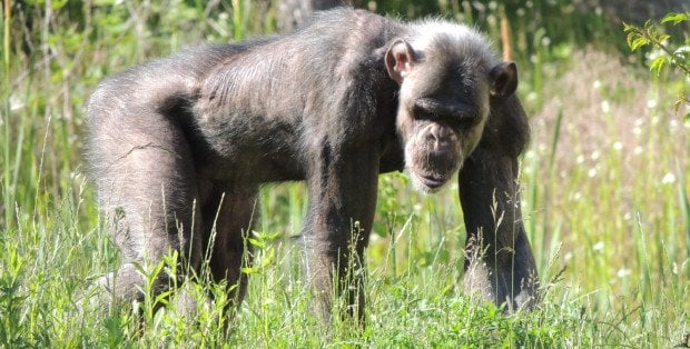 40. urodziny szympansa Szymona w warszawskim ZOO