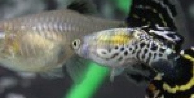 Pokaz kolorów i kształtów. Mistrzostwa gupika w płockim ZOO