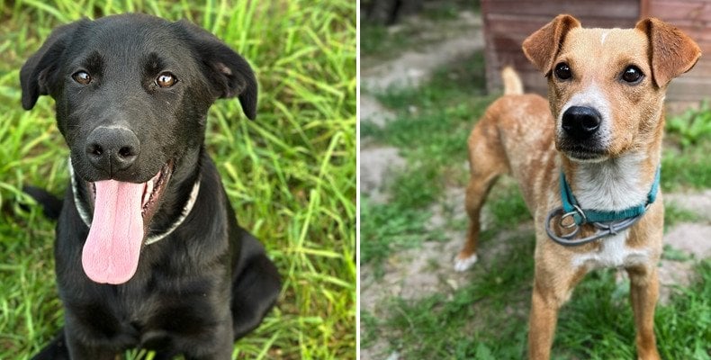 Rysio i Bruno szukają domu. Kącik adopcyjny w „Na psa urok” Polskiego Radia RDC