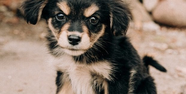 Siedem szczeniaków szuka domów. Kącik adopcyjny w „Na psa urok”