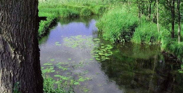 Wysoki stan wody w rzece Mławka. Jest alert IMGW