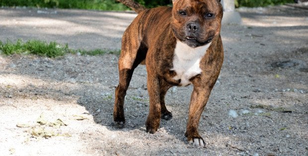 Amstaffy zaatakowały niemowlę. Dziewczynka od prawie tygodnia w szpitalu