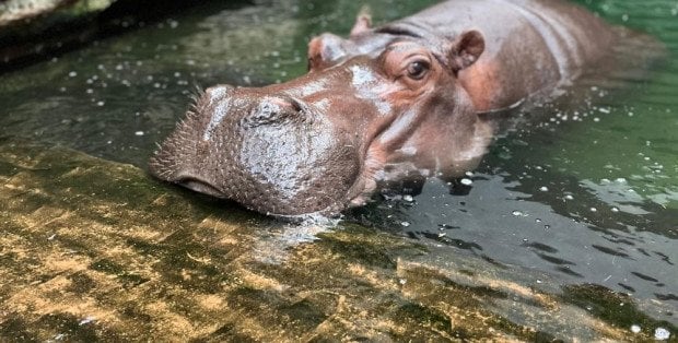 Hipopotamica nilowa Pelagia kończy dziś 40 lat. Jest najstarsza w Polsce