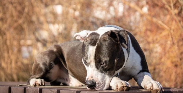 Nowe informacje w sprawie pogryzienia przez Amstaffa babci z wnuczką w Skórcu