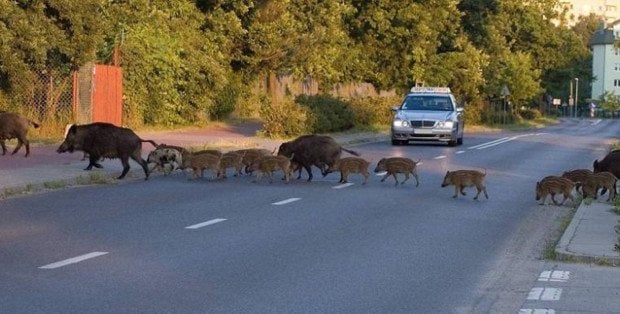 Na ratunek zwierzętom. Będzie pomiar prędkości na drodze przy Kampinosie