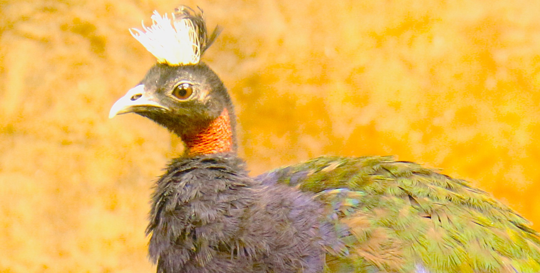 Nowinki z konferencji EAZA dziś w „Latającym radiu doktora Kruszewicza”