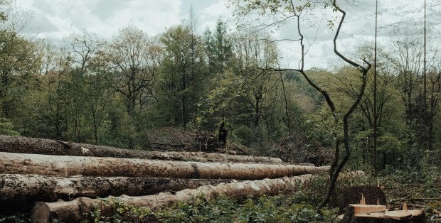 5-latek przygnieciony przez spadający konar. Jest śledztwo ws. śmierci dziecka