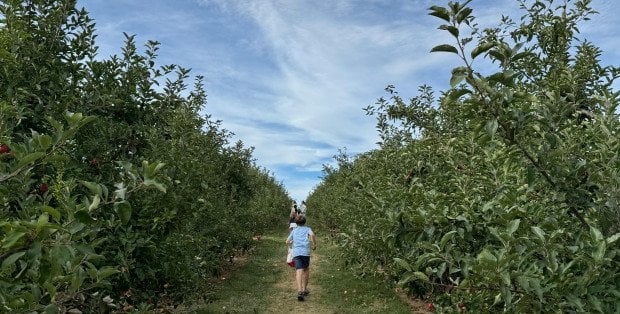 „W tym roku jabłek nie ma”. Trudna sytuacja mazowieckich sadowników