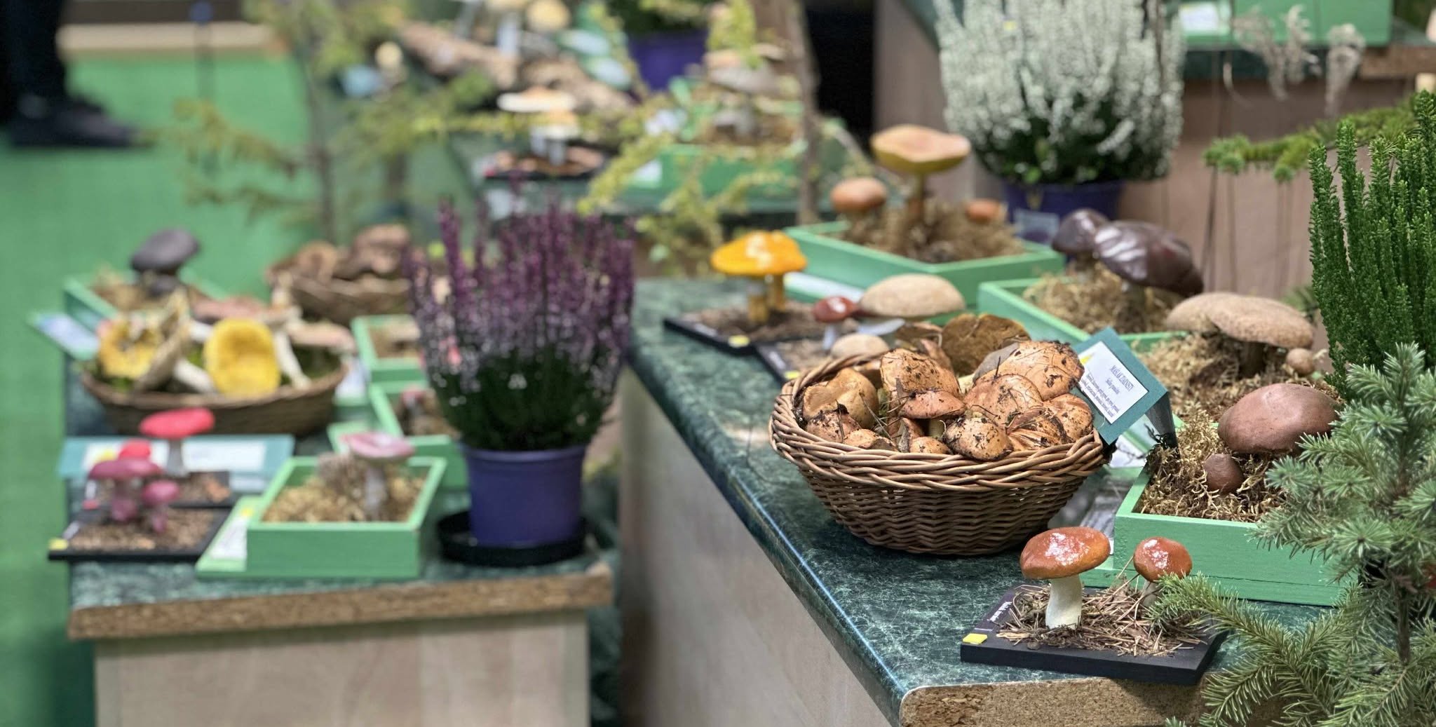 Sanepid przypomina, jak bezpiecznie zbierać grzyby. Wystawa „Poznaj Grzyby – Unikniesz Zatrucia”