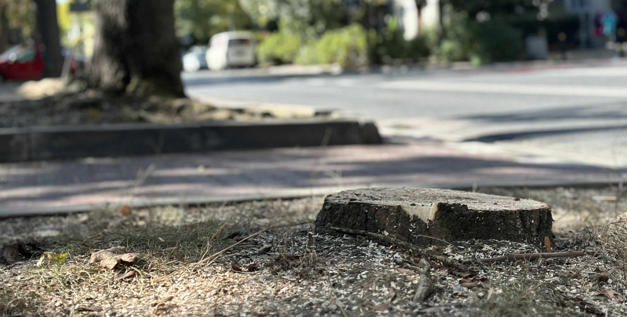 „Wyglądały na zdrowe”. Mieszkańcy Saskiej Kępy skarżą się na wycinkę drzew