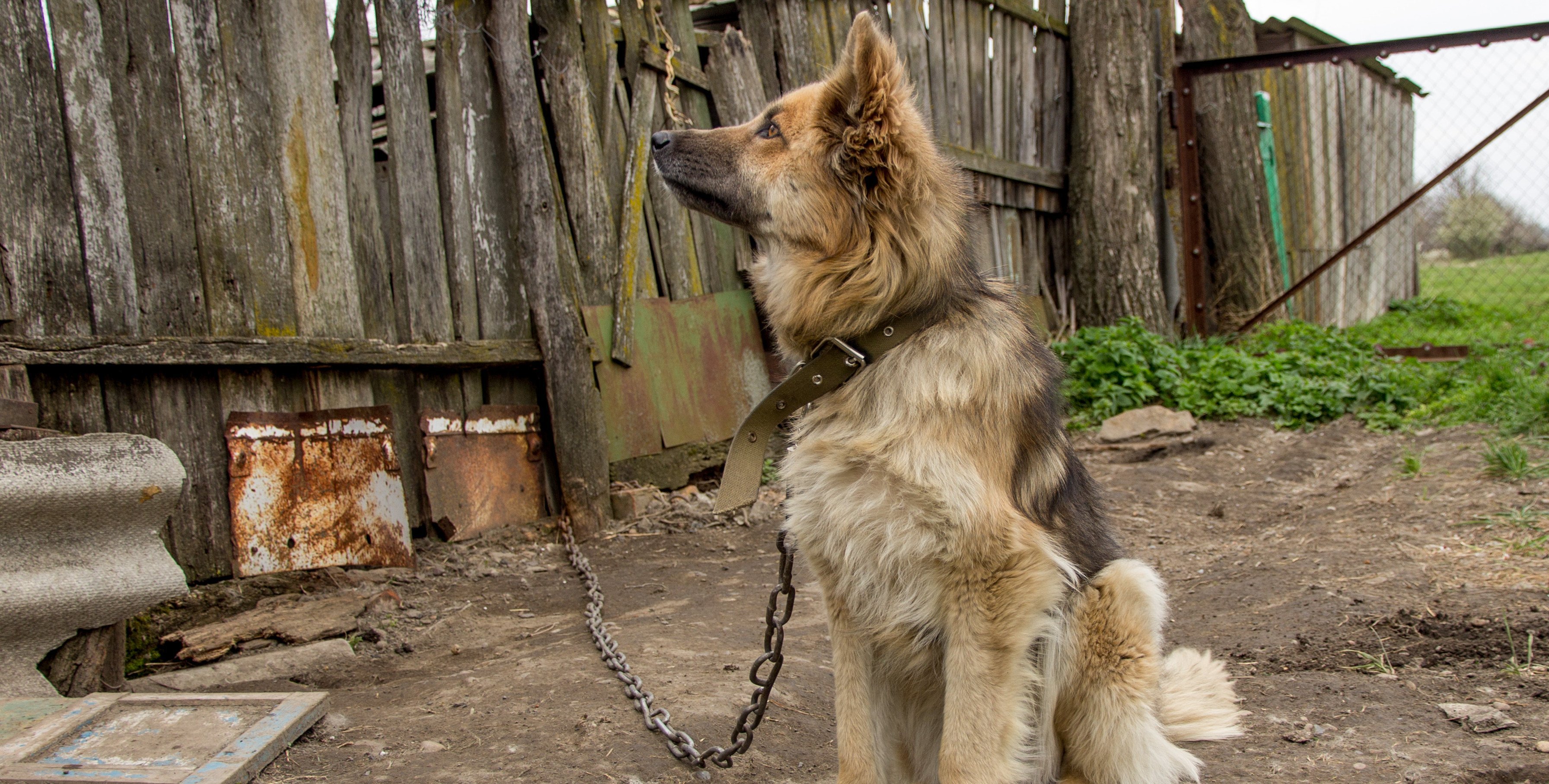 Koniec z trzymaniem psów na uwięzi. Sejm uchwalił nowelę