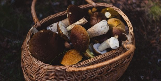 Co trzeci Polak nie chodzi na grzyby. „Główną przyczyną jest nasz lęk”