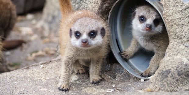 Sześć surykatek przyszło na świat w warszawskim ZOO