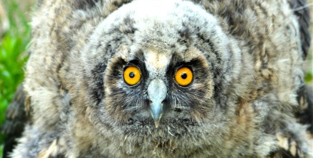 Podsumowanie sezonu w Ptasim Azylu dziś w „Latającym radiu doktora Kruszewicza”