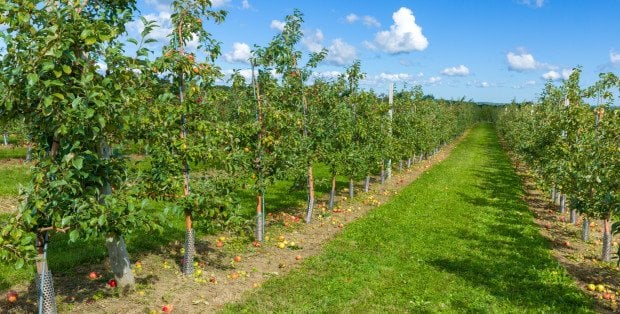 Umowa UE–Mercosur. Co oznacza dla producentów z Mazowsza?