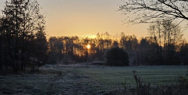 Dziś w nocy pierwsze przymrozki. Czy trzeba zabezpieczyć rośliny?