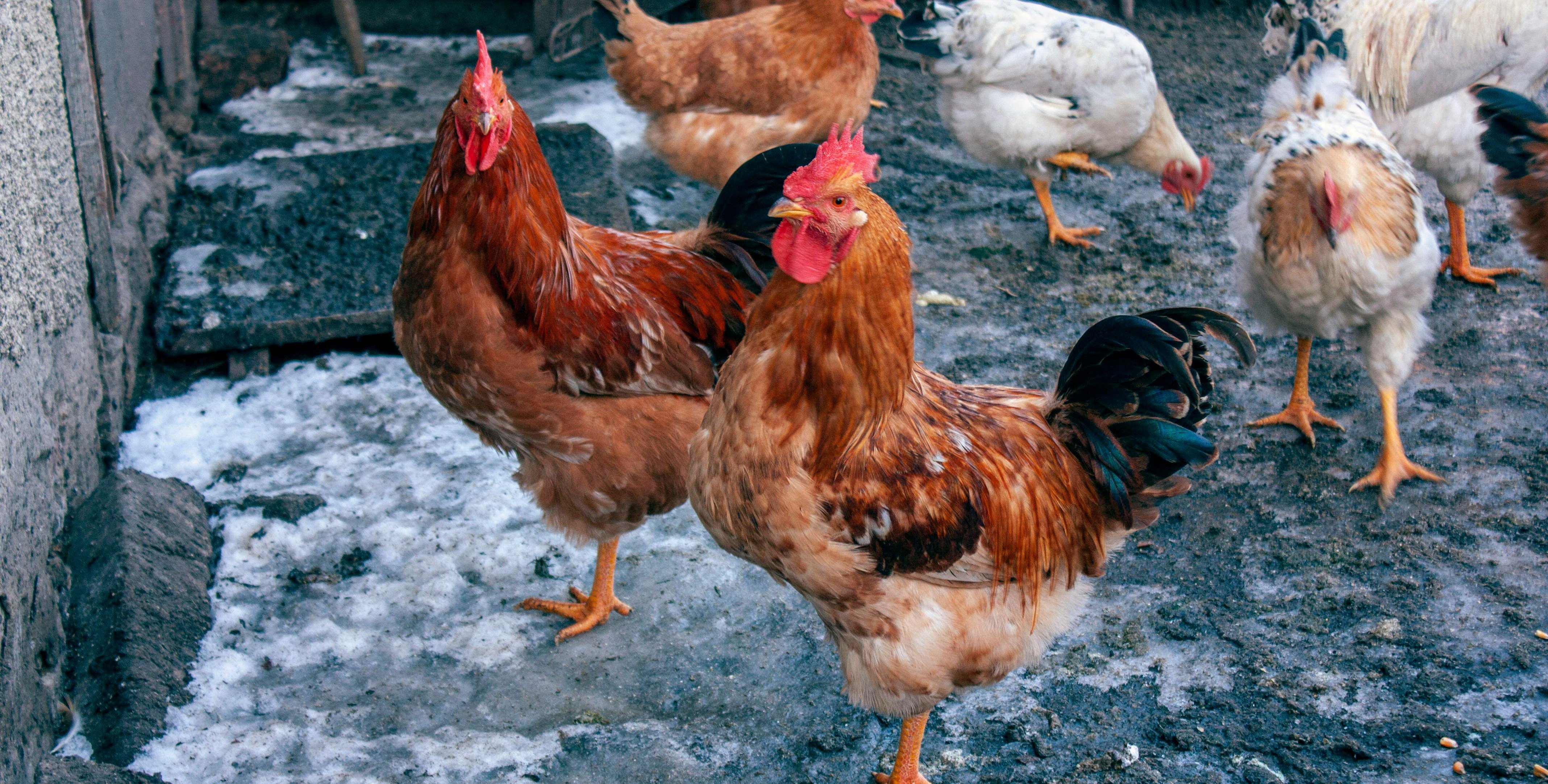 Epidemia ptasiej grypy w gminie Bieżuń. Prokuratura umorzyła śledztwo w sprawie