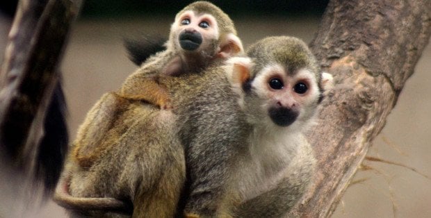 Trzy małpki sajmiri wiewiórcze urodziły się w zoo w Warszawie