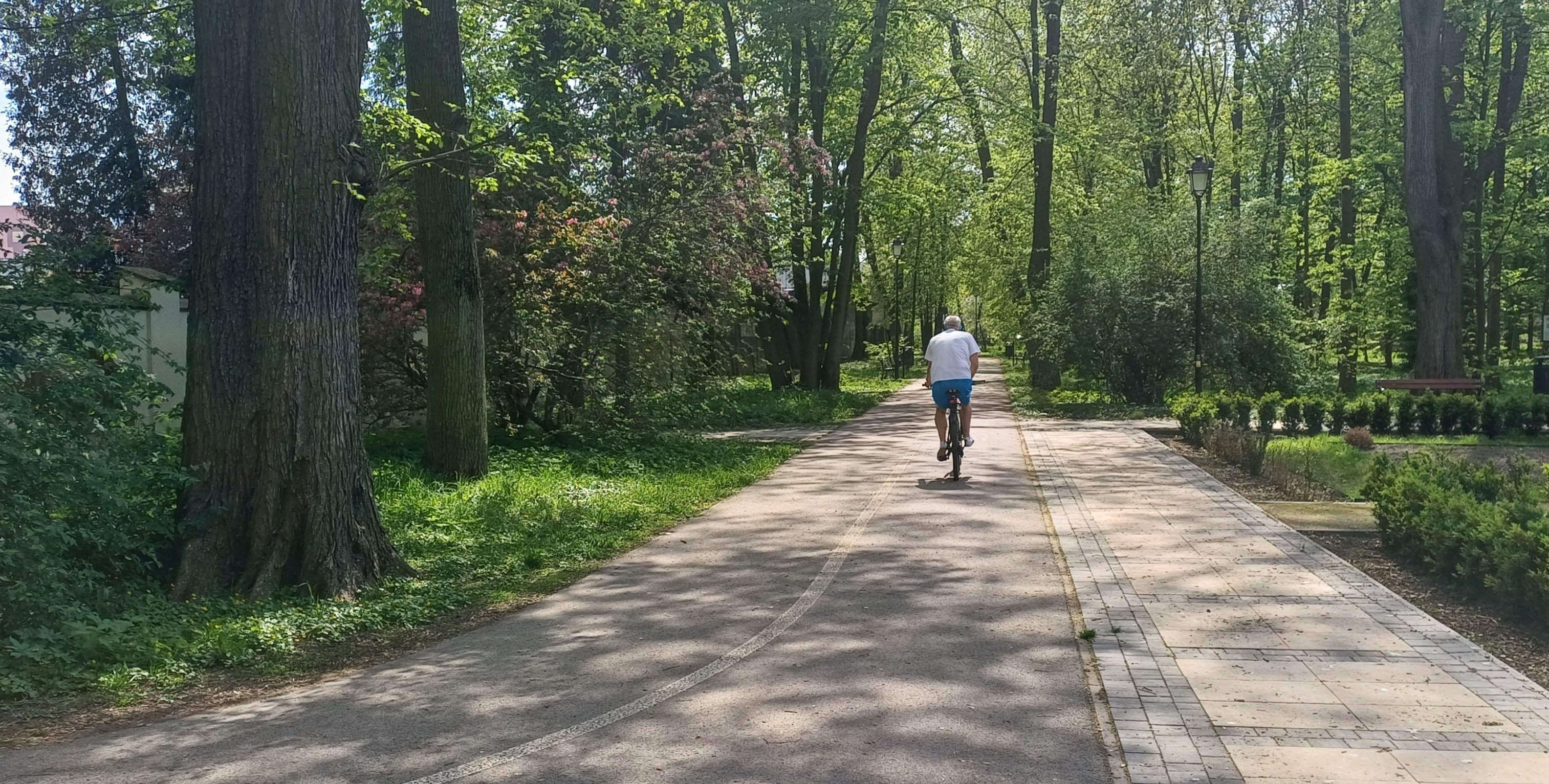 Czy będzie wycinka drzew w zabytkowym parku Aleksandria?