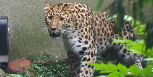 W warszawskim zoo zamieszkała Auckley - samica lamparta amurskiego