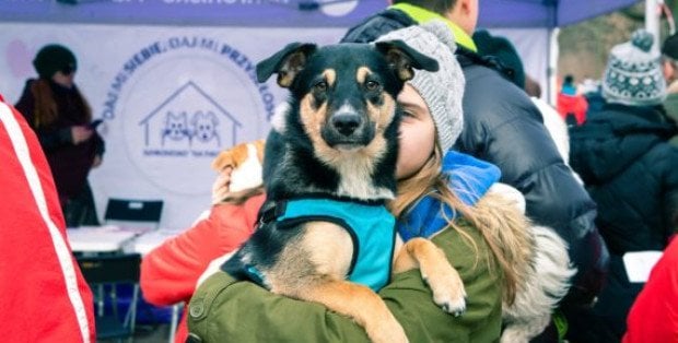 Podaruj dom i kochaj odpowiedzialnie. Schronisko na Paluchu zaprasza na finał akcji „Adoptuj warszawiaka”