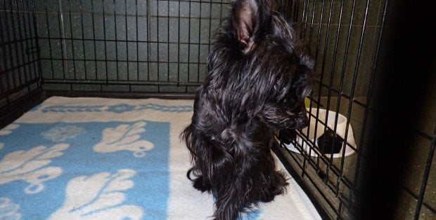 Warszawa szuka właściciela psa, który biegał w tunelu M1