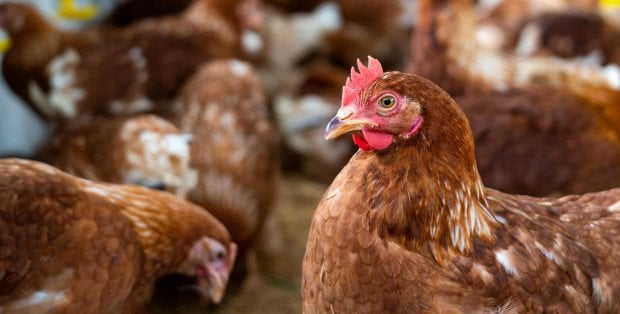 Ptasia grypa wróciła do Żuromina. Rozpoczęła się utylizacja ptactwa