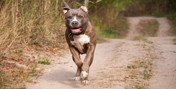 Amstaff zagryzł psa i zaatakował jego właścicielkę. Policja prowadzi czynności w sprawie