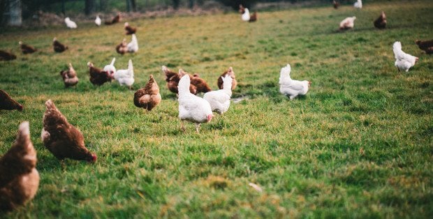 Miał truć środowisko odchodami kur. Są zarzuty dla właściciela fermy drobiu