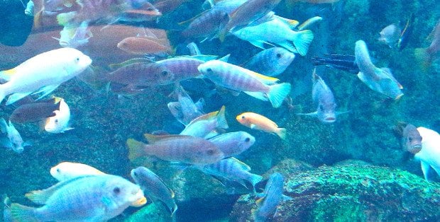 Rola światła w życiu ryb dziś w „Latającym radiu doktora Kruszewicza”