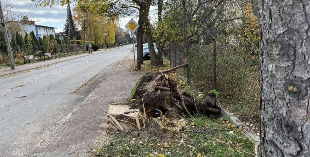 Zablokowały ulice, zniszczyły instalacje. „Zgłaszajmy rośliny, które wymagają wycinki”