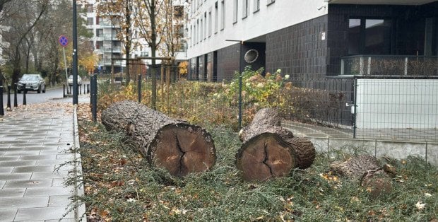 Kłody na warszawskim Żoliborzu? „To nowe domy dla owadów”